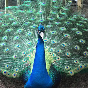 Meet your Posher, Gracie